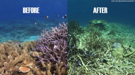 The Decline of the Great Barrier Reef – Radnorite