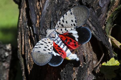 Spotted Lantern Flies: A Biological Invasion