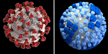 Why Comparing the Coronavirus to the Flu is Misleading